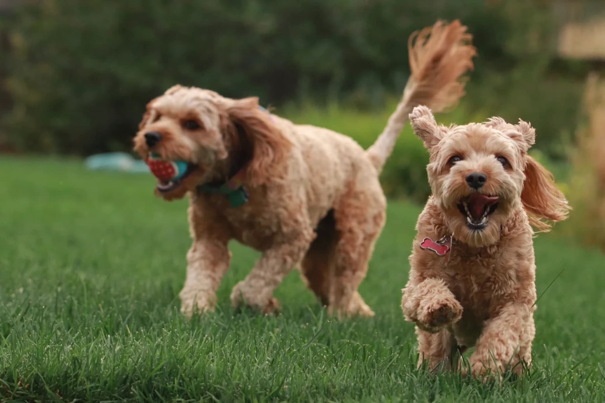 Two dogs running through a green backyard